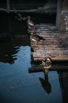 Mandarin duck Stock Photos