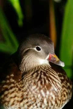 Mandarin duck Stock Photos
