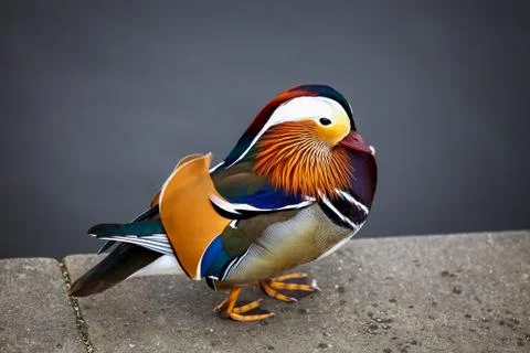 Mandarin duck Stock Photos