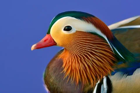 Mandarin duck Fotos Stock