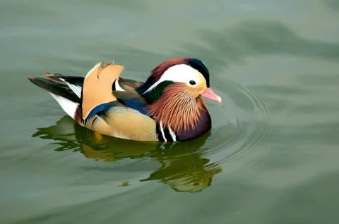 Mandarin Duck Stock Photos