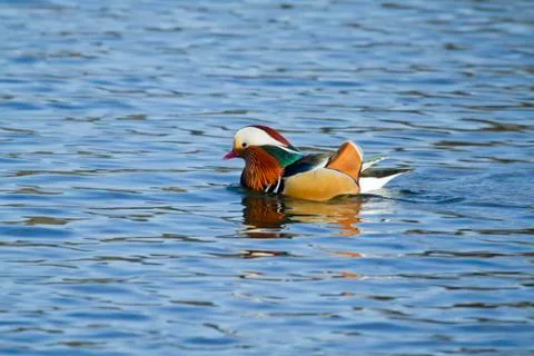 Mandarin duck Stock Photos