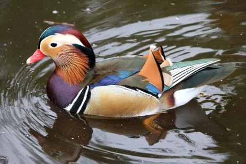 Mandarin Duck Stock Photos