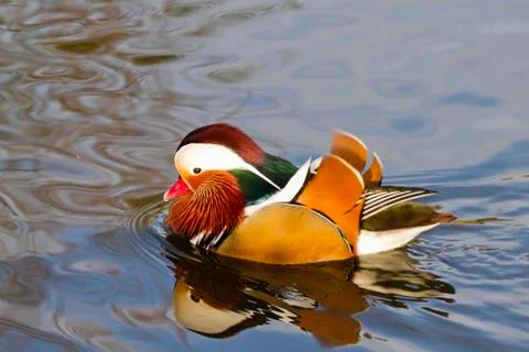 Mandarin duck Stock Photos
