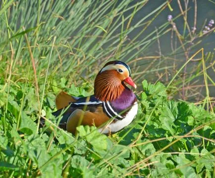 Mandarin duck Stock Photos