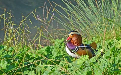 Mandarin duck Stock Photos