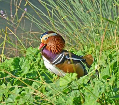 Mandarin duck Stock Photos