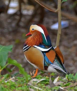 Mandarin duck Stock Photos