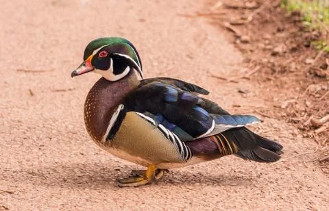 Mandarin duck Stock Photos