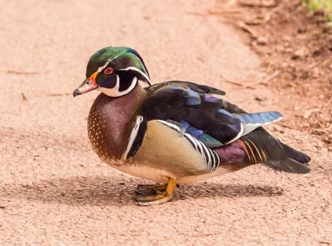 Mandarin duck Stock Photos
