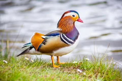 Mandarin duck Stock Photos