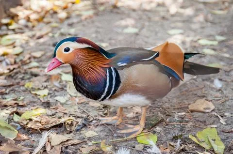 Mandarin duck Stock Photos