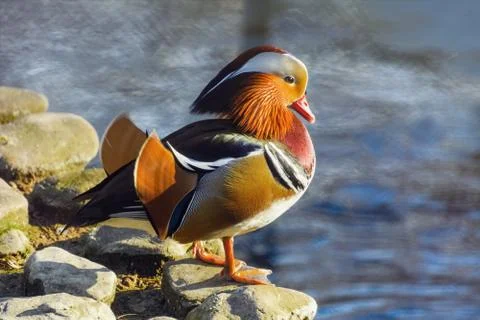 Mandarin Duck Stock Photos