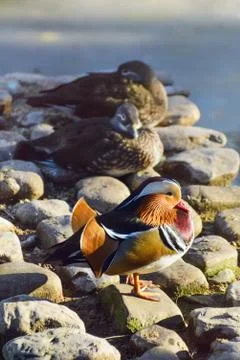 Mandarin Duck Stock Photos