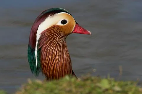Mandarin Duck Foto stock