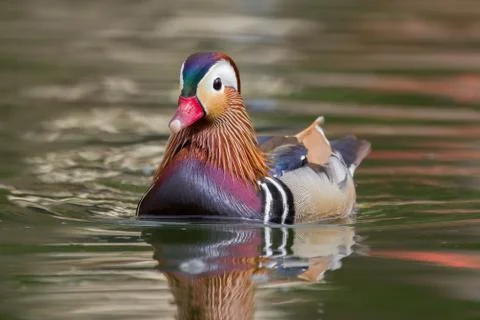 Mandarin Duck Stock Photos
