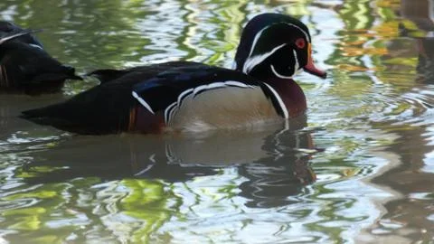 Mandarin duck Foto stock