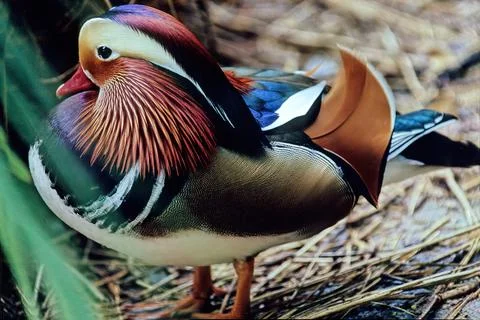Mandarin duck Stock Photos