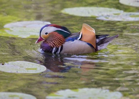 Mandarin Duck Stock Photos
