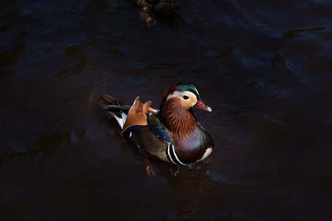 Mandarin duck Stock Photos