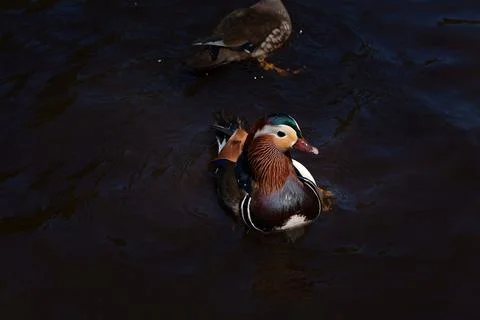 Mandarin duck Stock Photos