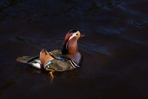 Mandarin duck Stock Photos