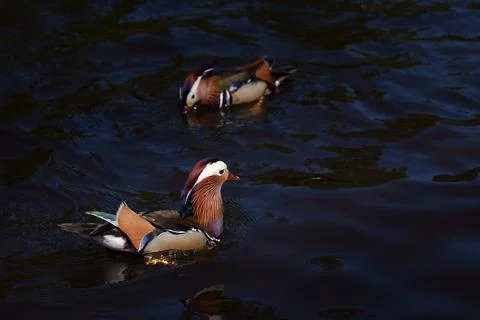 Mandarin duck Stock Photos