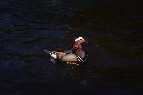 Mandarin duck Stock Photos