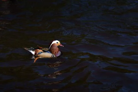 Mandarin duck Stock Photos