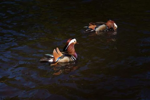 Mandarin duck Stock Photos