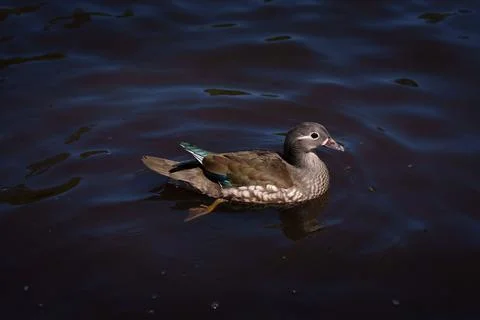 Mandarin duck Stock Photos