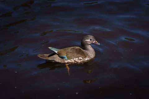 Mandarin duck Stock Photos
