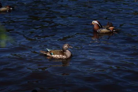 Mandarin duck Stock Photos