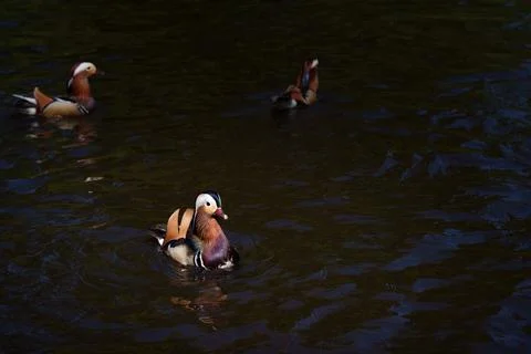 Mandarin duck Stock Photos