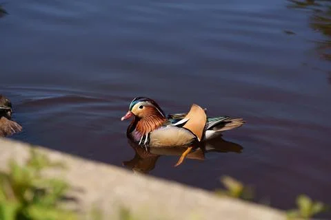 Mandarin duck Stock Photos