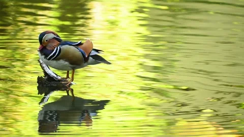 Mandarin duck preening and balancing on pond log with green reflections Stock Footage 331241683