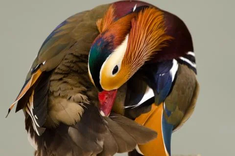 Mandarin duck preening Stock Photos