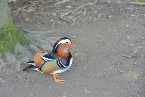 Mandarin duck profile Stock Photos