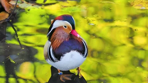 Mandarin duck with reflecting autumn forest background in water 스톡 동영상 341268541