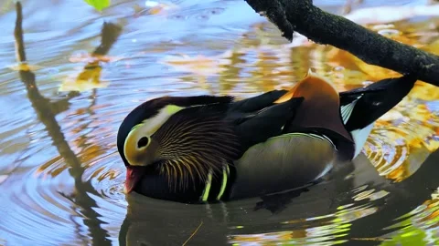 Mandarin duck with reflecting autumn forest background in water 動画素材 341268679