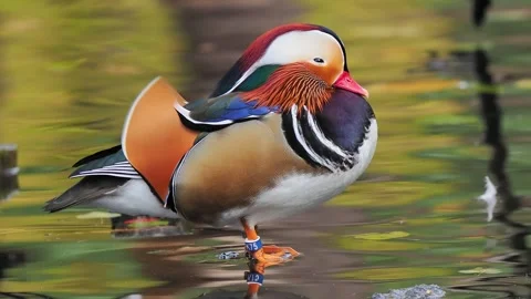 Mandarin duck with research ring standing in autumn water background Video stock 341270100