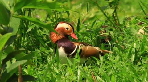 Mandarin Duck Resting Stock Footage 22606787