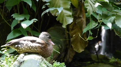 Mandarin Duck Resting Video stock 40136970