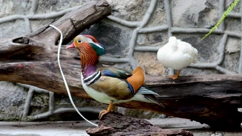 Mandarin duck resting on a log, beautiful bird with multi-colored plumage Stock Footage 165204610