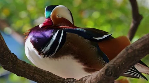 Mandarin duck resting quietly on a tree branch during daylight hours in a calm Video stock 324573801