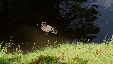 A Mandarin duck in a river video Stock Footage 248097268