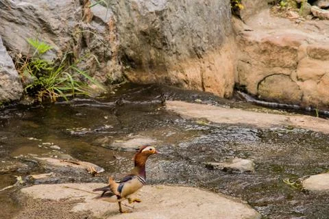 Mandarin duck on a rock in a small stream Stock Photos