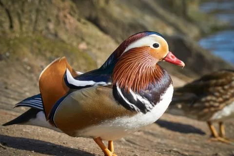 Mandarin duck side view Stock Photos