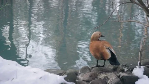 Mandarin duck standing on the ground Stock Footage 73784174