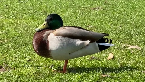 A Mandarin Duck standing on one leg Stock Footage 239643471